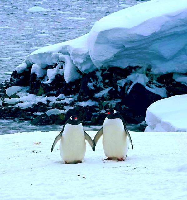 На зображенні може бути: імператорський пінгвін та на відкритому повітрі