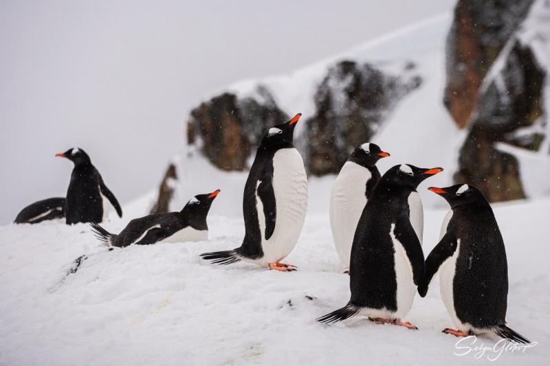 На зображенні може бути: імператорський пінгвін та на відкритому повітрі