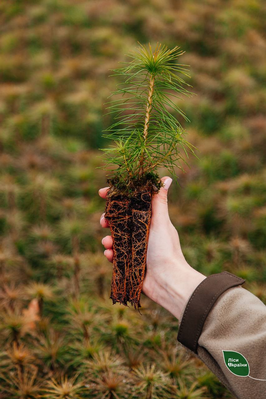 Новини Хмельницького - фото з Лісівники висадять на Хмельниччині понад 1 мільйон дерев: деталі