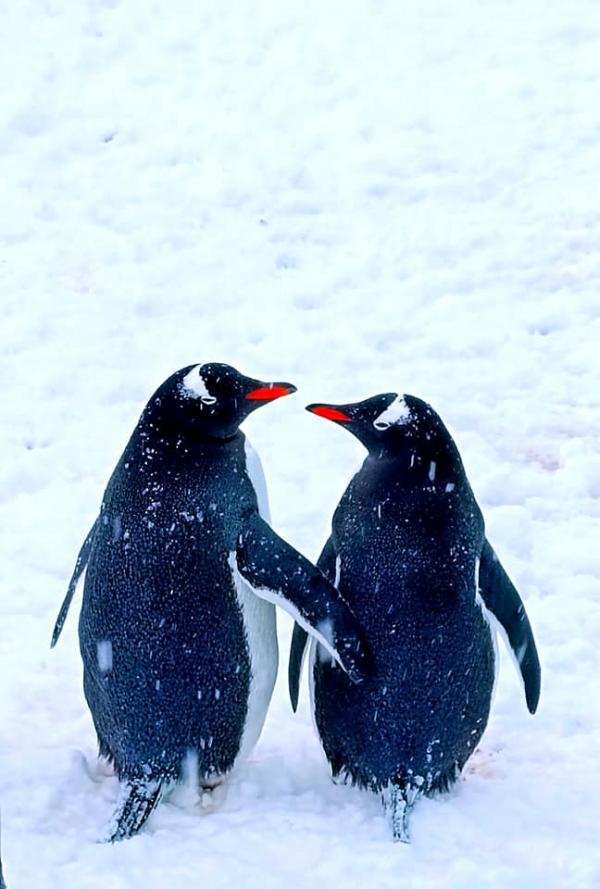 На зображенні може бути: імператорський пінгвін