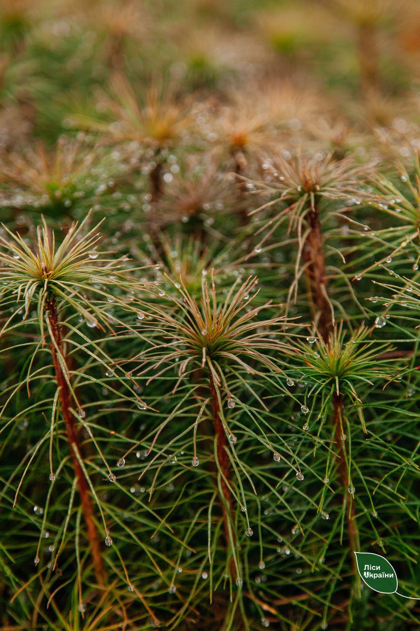 Новини Хмельницького - фото з Лісівники висадять на Хмельниччині понад 1 мільйон дерев: деталі