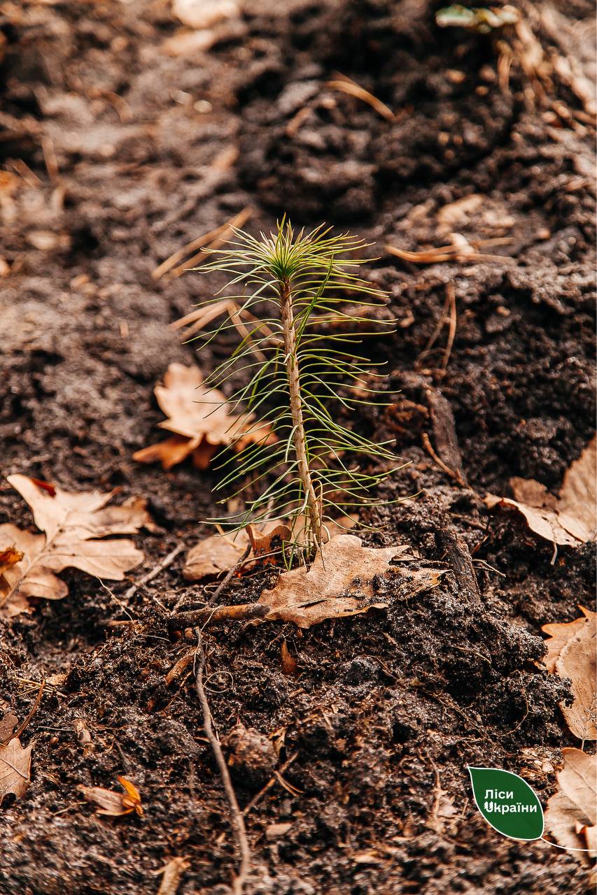 Новини Хмельницького - фото з Лісівники висадять на Хмельниччині понад 1 мільйон дерев: деталі