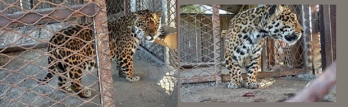 Новини Вінниці - фото з У Подільському зоопарку збирають гроші на зимівник для ягуара-переселенця