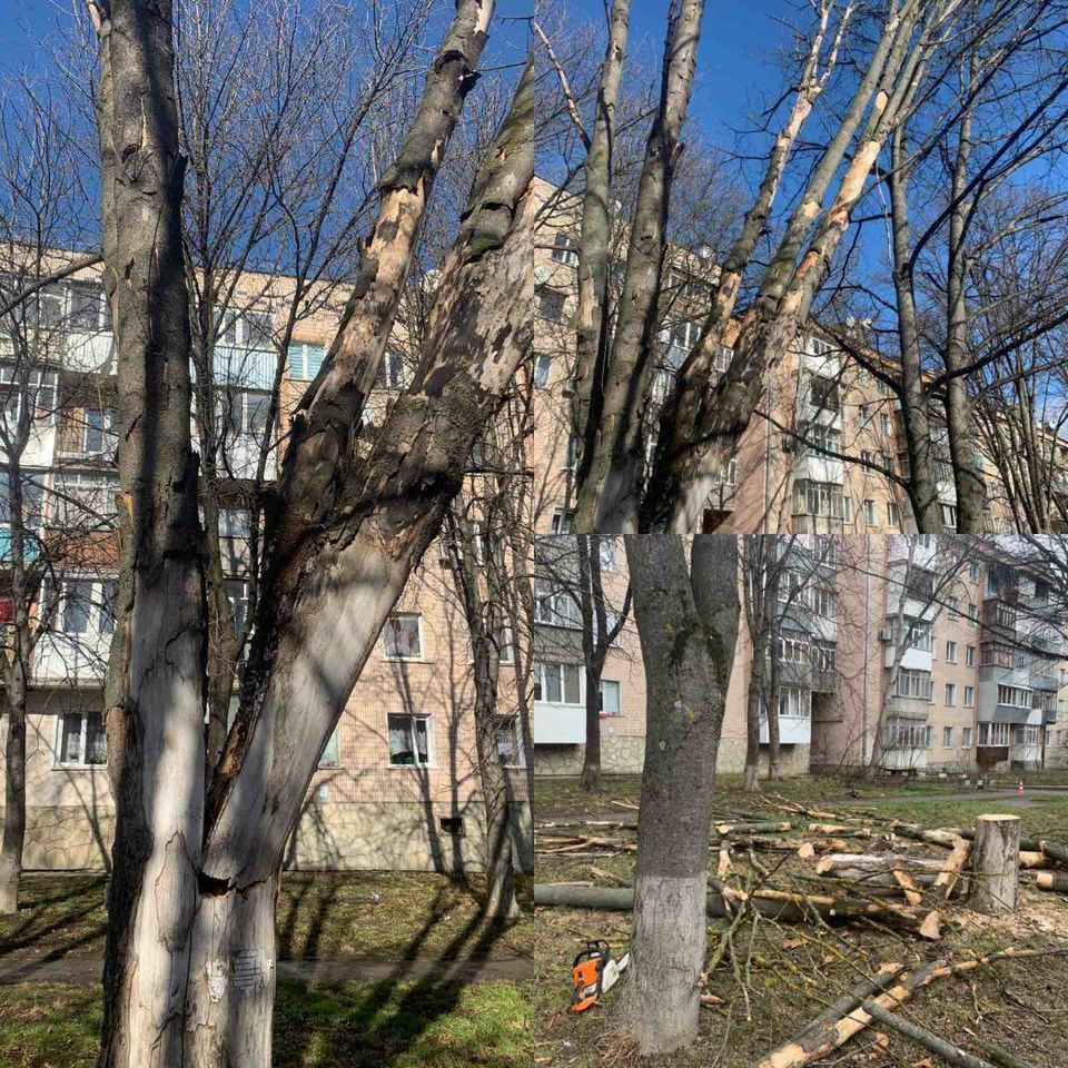 Новини Хмельницького - фото з У Кам’янці вітер повалив десяток дерев на дороги та авто (ФОТО)
