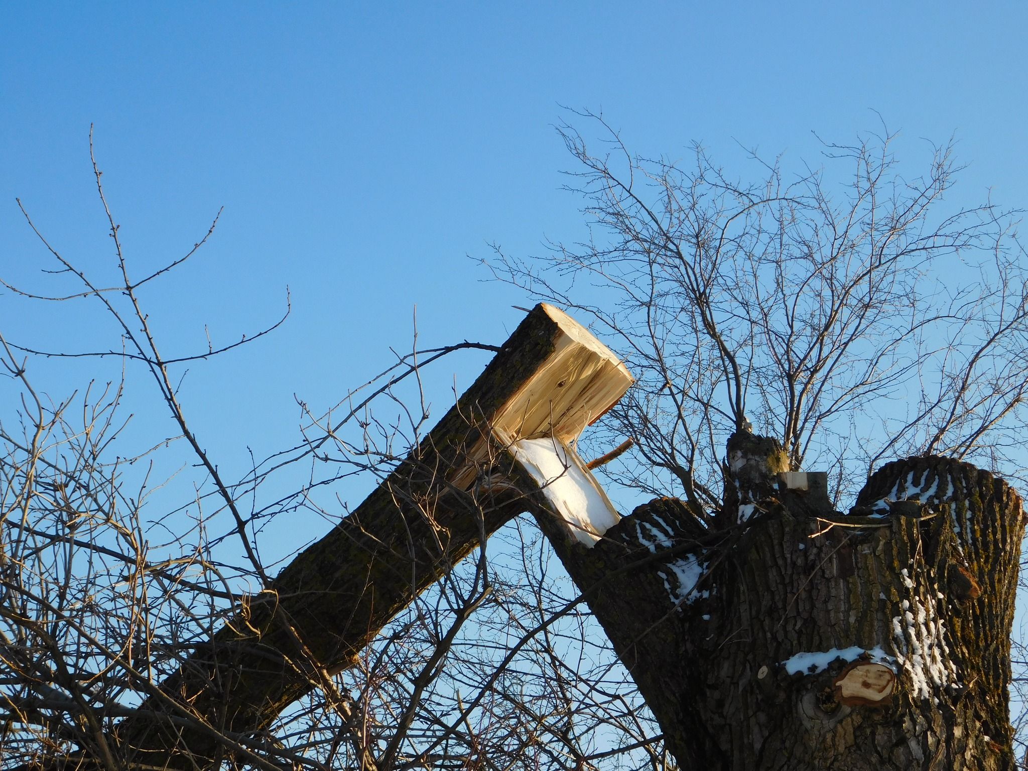 Новини Хмельницького - фото з “По варварськи”: на Дальніх Гречанах невідомі обрізали дерева (ФОТО)