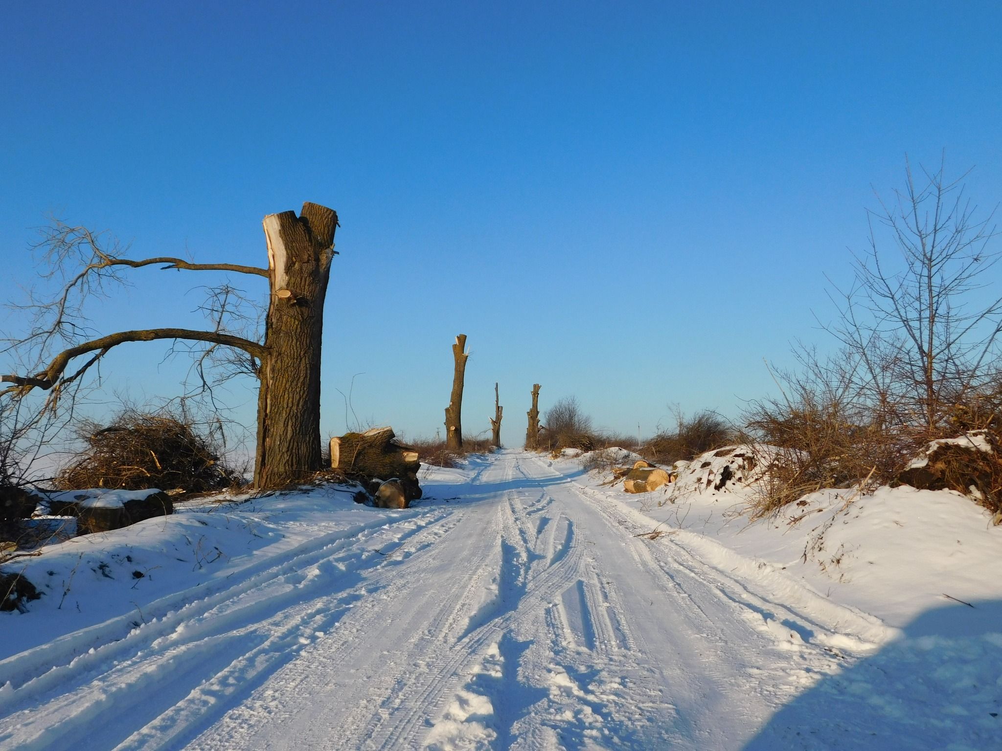 Новини Хмельницького - фото з “По варварськи”: на Дальніх Гречанах невідомі обрізали дерева (ФОТО)