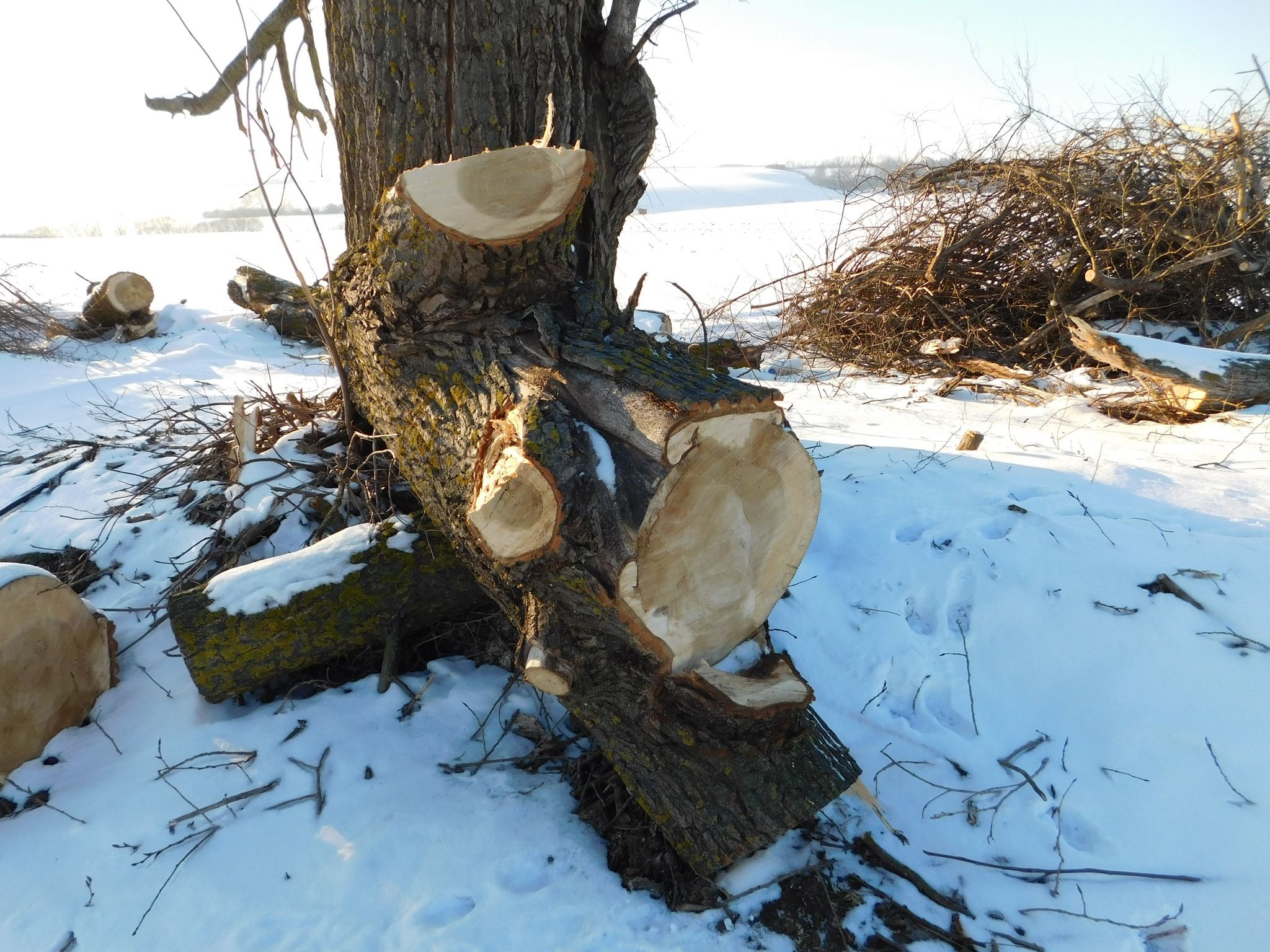 Новини Хмельницького - фото з “По варварськи”: на Дальніх Гречанах невідомі обрізали дерева (ФОТО)