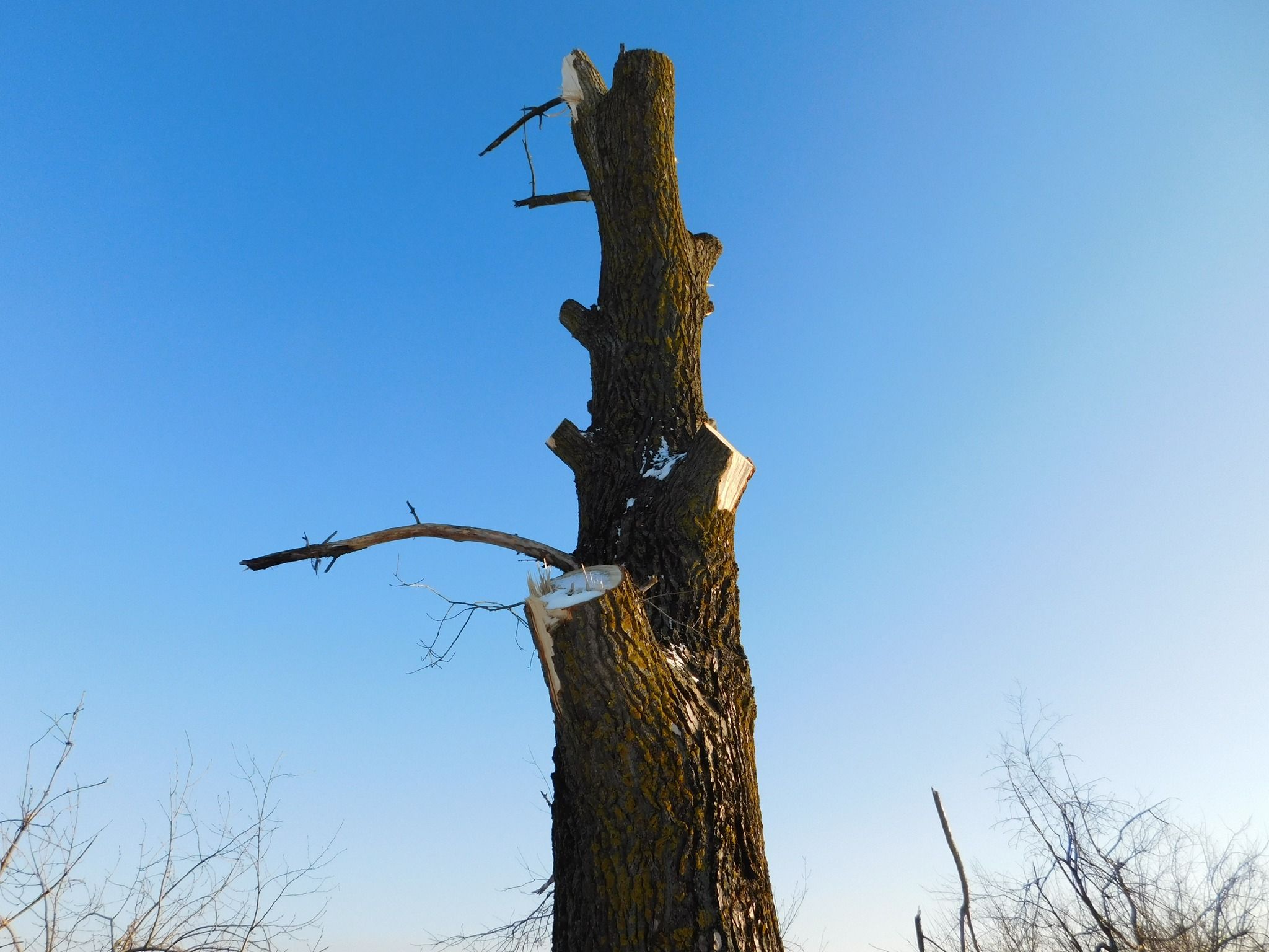 Новини Хмельницького - фото з “По варварськи”: на Дальніх Гречанах невідомі обрізали дерева (ФОТО)