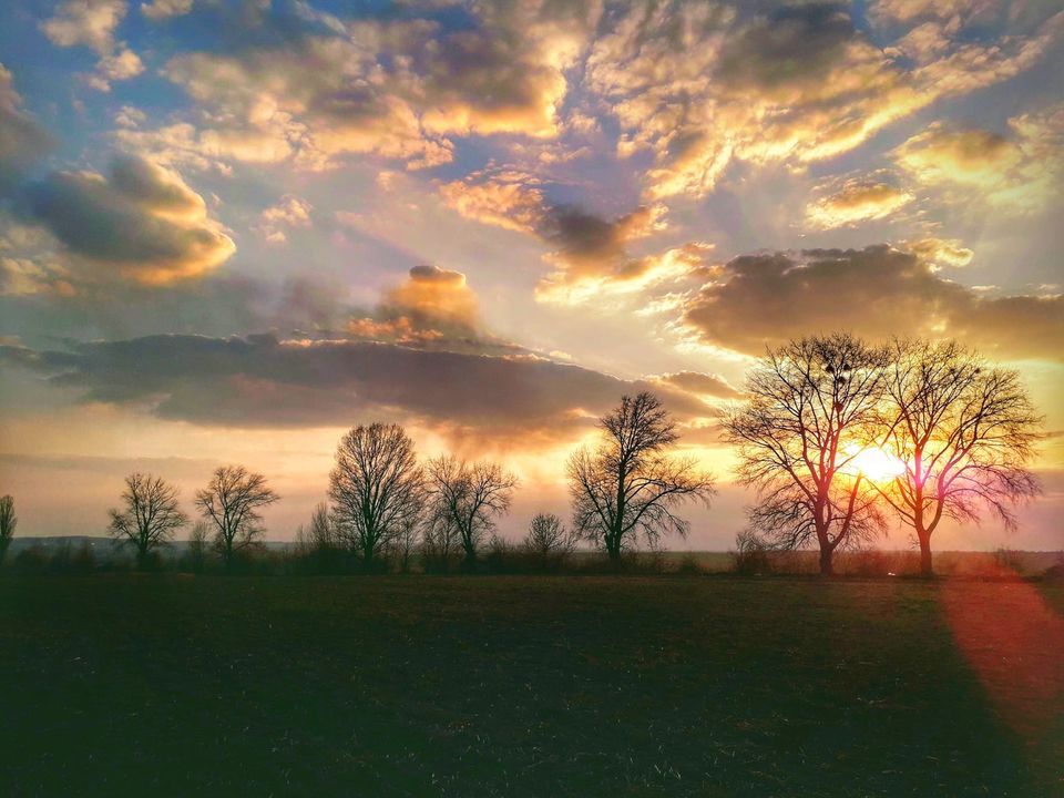 Новини Хмельницького - фото з “По варварськи”: на Дальніх Гречанах невідомі обрізали дерева (ФОТО)