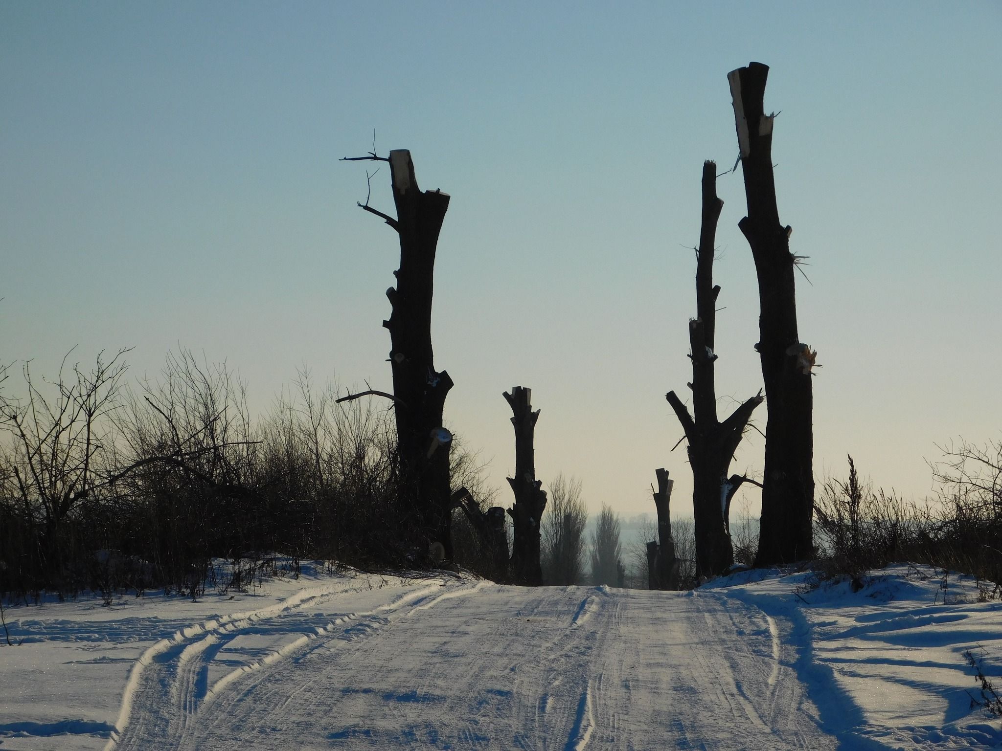 Новини Хмельницького - фото з “По варварськи”: на Дальніх Гречанах невідомі обрізали дерева (ФОТО)