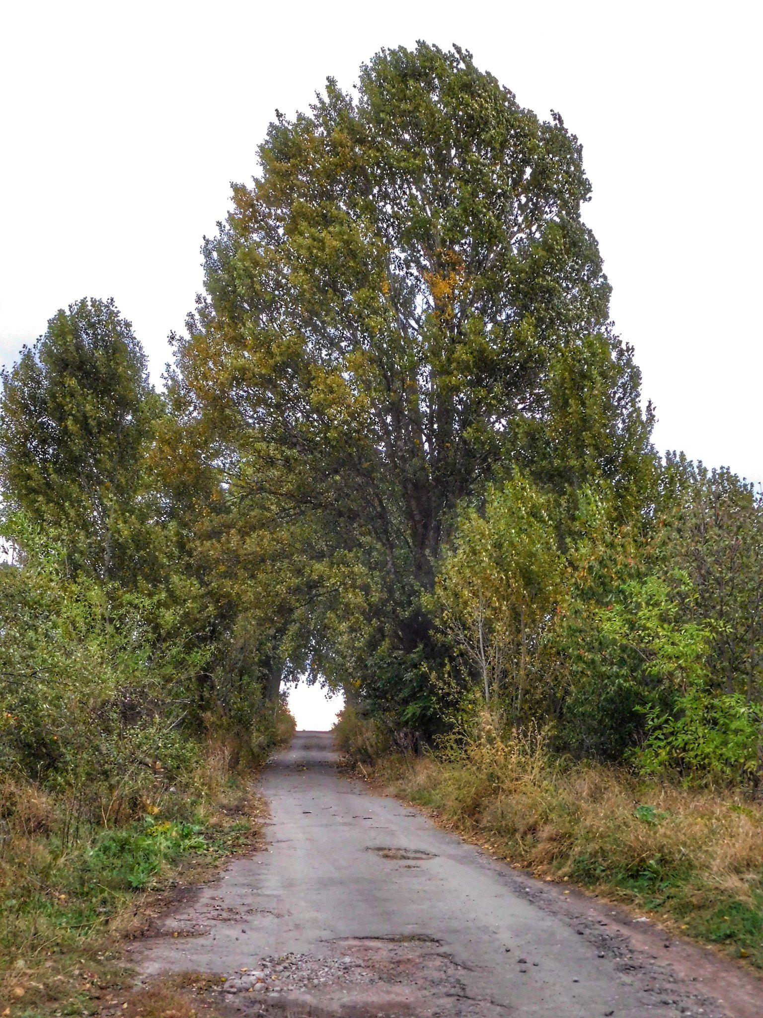 Новини Хмельницького - фото з “По варварськи”: на Дальніх Гречанах невідомі обрізали дерева (ФОТО)