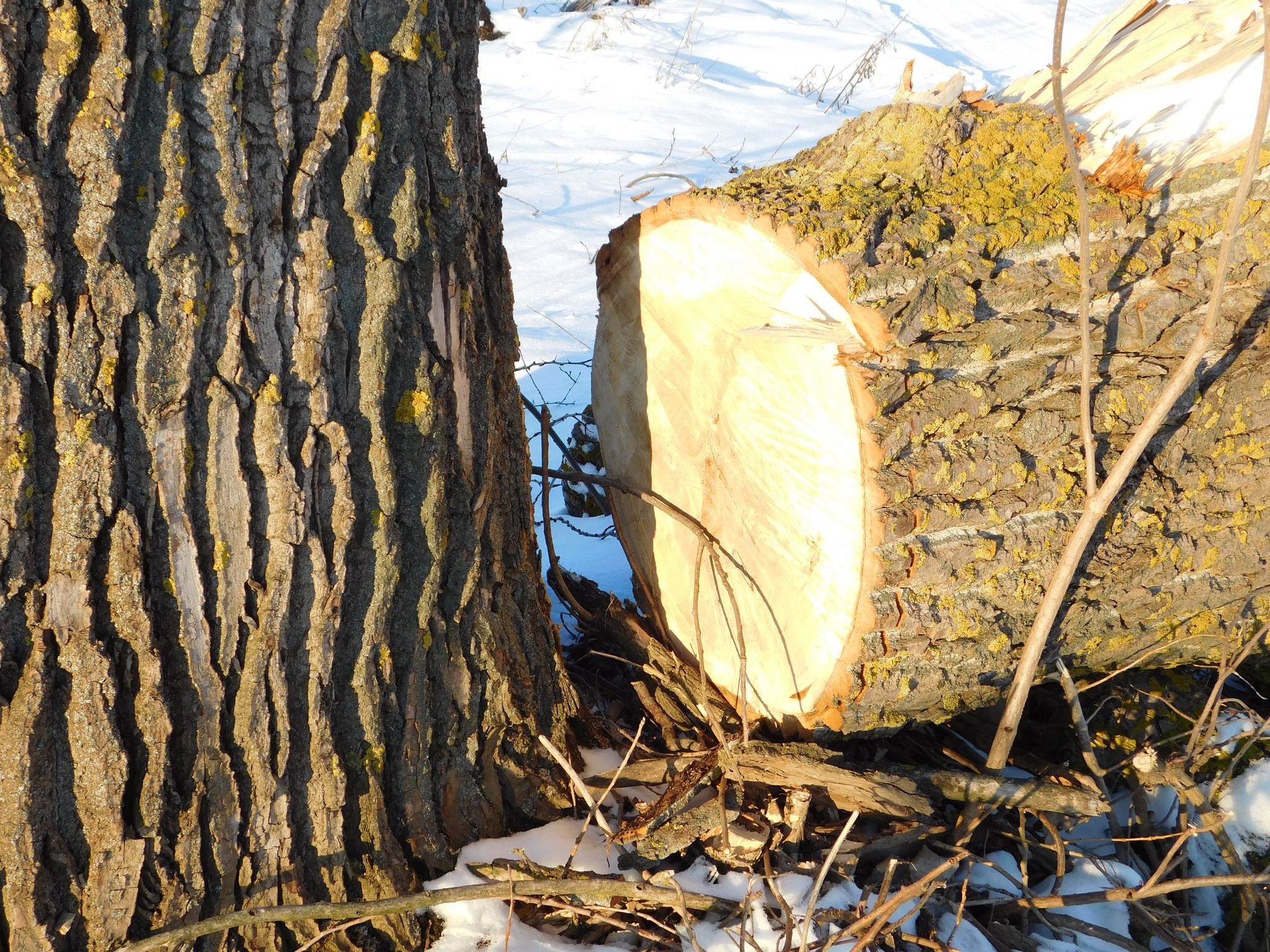 Новини Хмельницького - фото з “По варварськи”: на Дальніх Гречанах невідомі обрізали дерева (ФОТО)