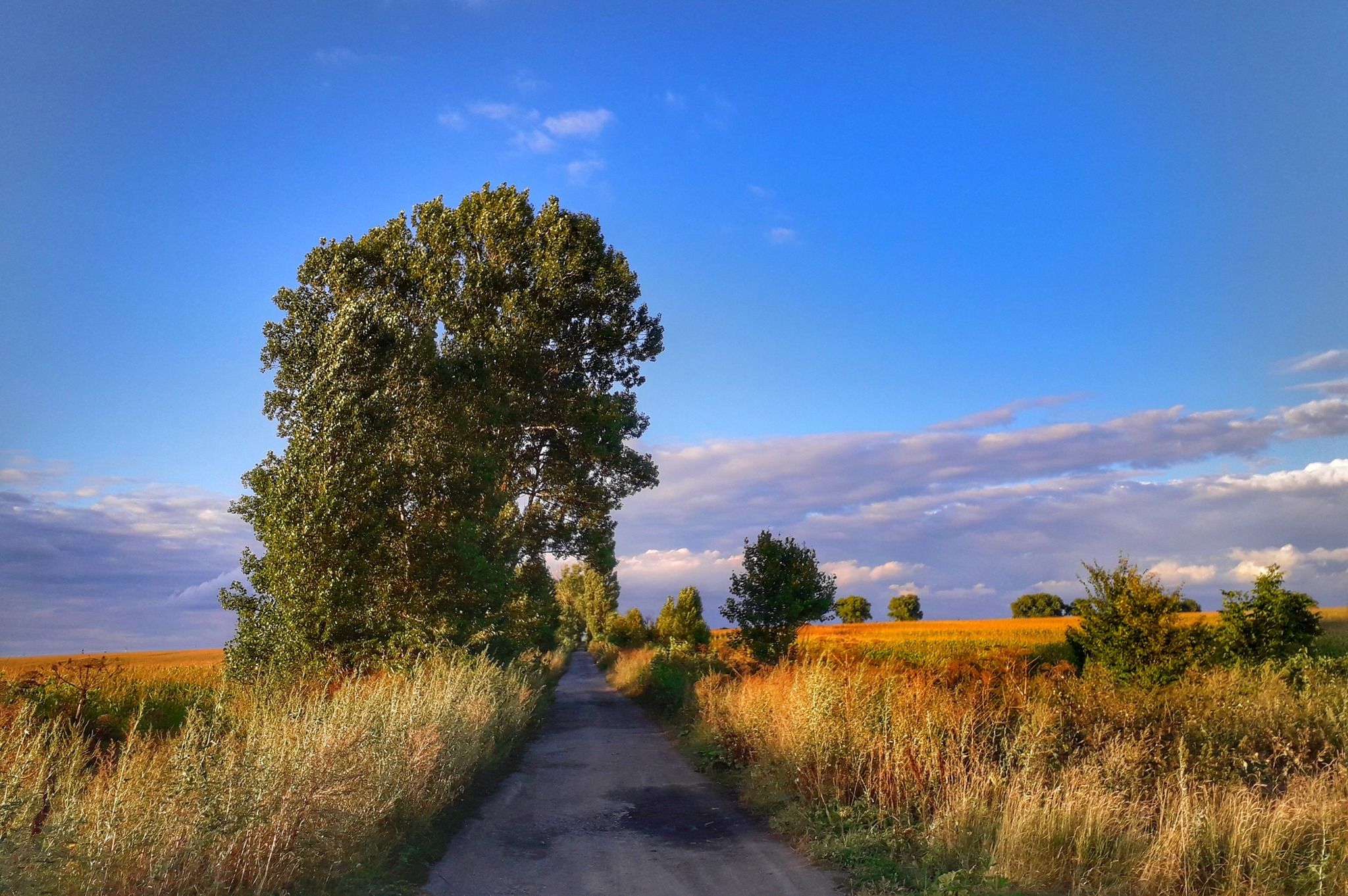 Новини Хмельницького - фото з “По варварськи”: на Дальніх Гречанах невідомі обрізали дерева (ФОТО)