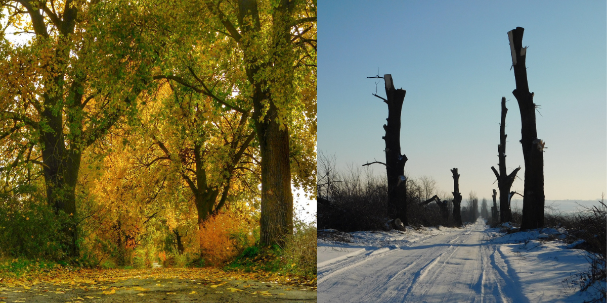 Новини Хмельницького - фото з “По варварськи”: на Дальніх Гречанах невідомі обрізали дерева (ФОТО)