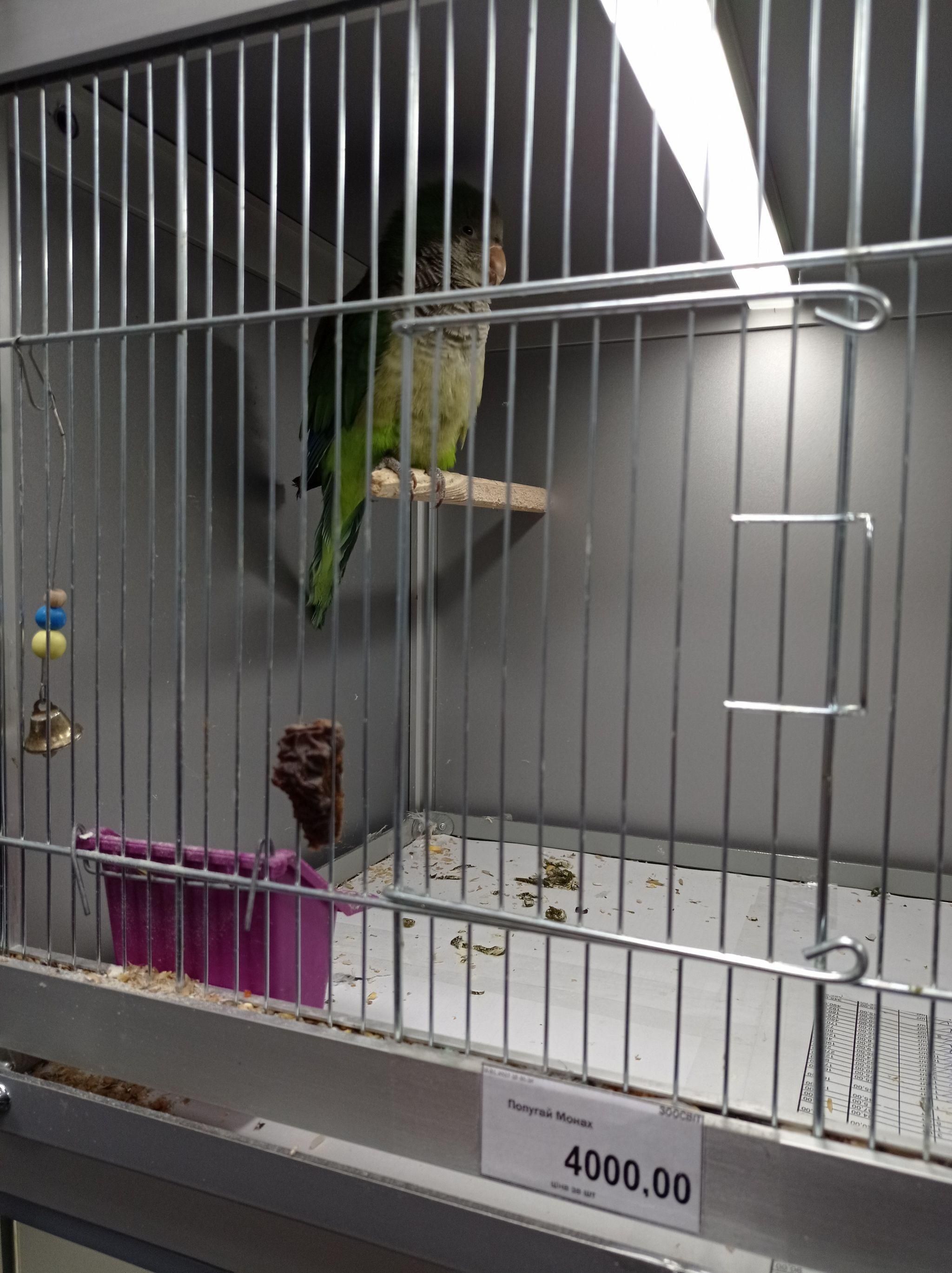 Новини Тернополя - фото з Від рибок до змій та породистих тварин за десятки тисяч гривень: що можна купити у Тернополі