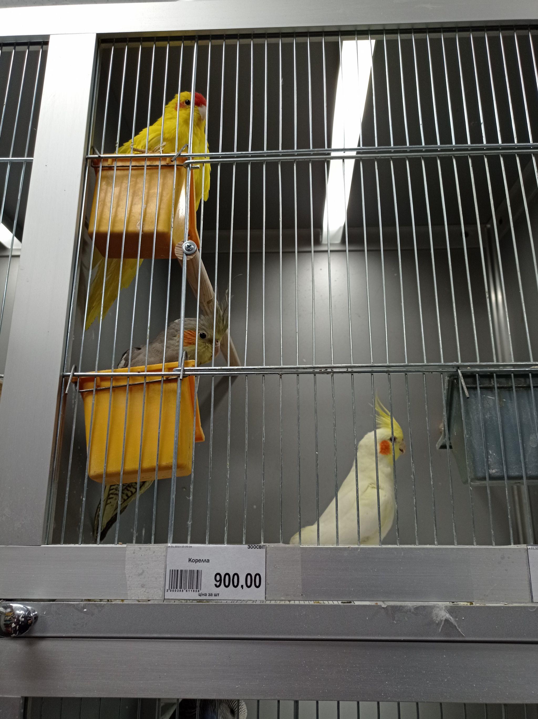 Новини Тернополя - фото з Від рибок до змій та породистих тварин за десятки тисяч гривень: що можна купити у Тернополі