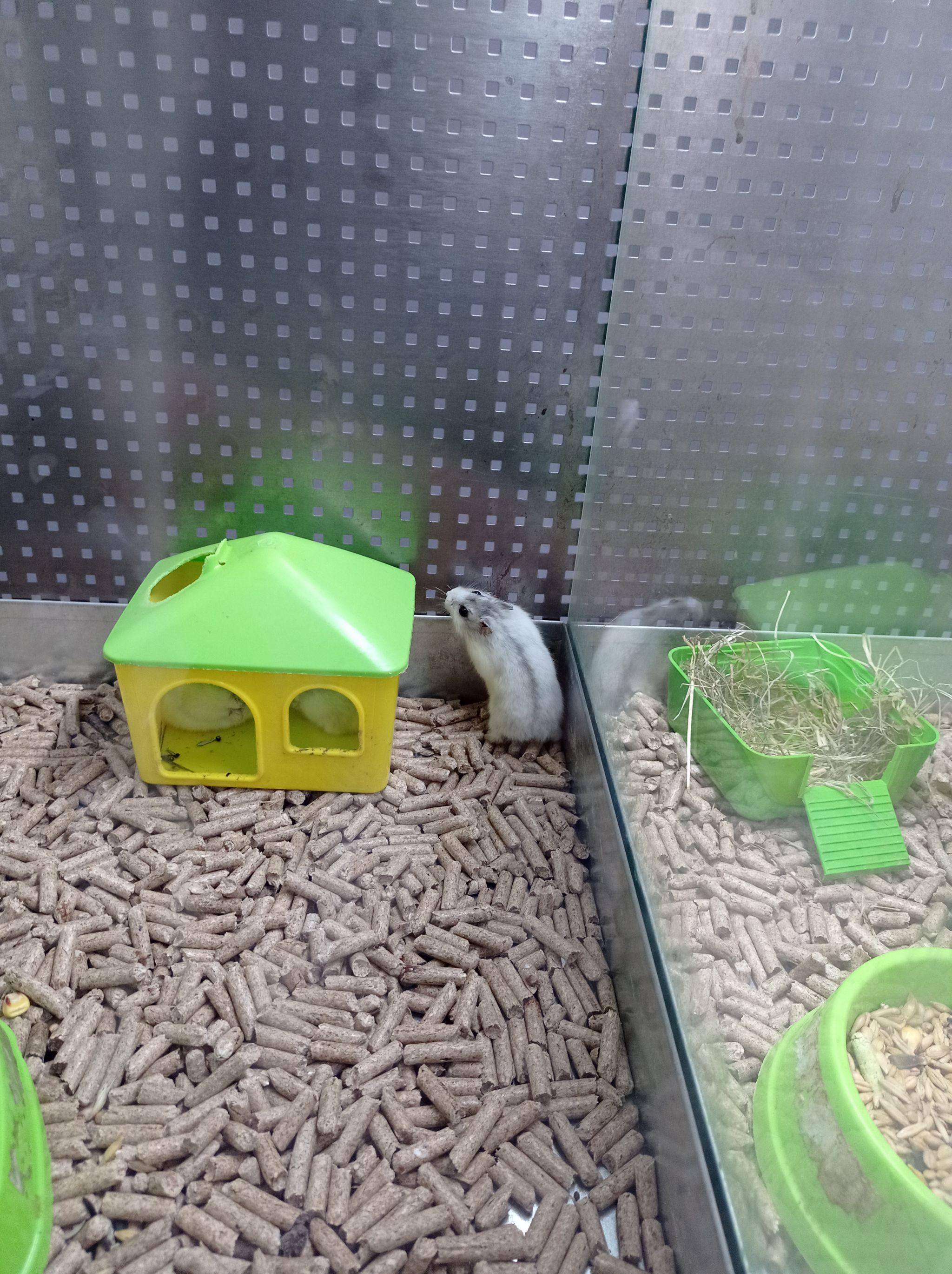 Новини Тернополя - фото з Від рибок до змій та породистих тварин за десятки тисяч гривень: що можна купити у Тернополі