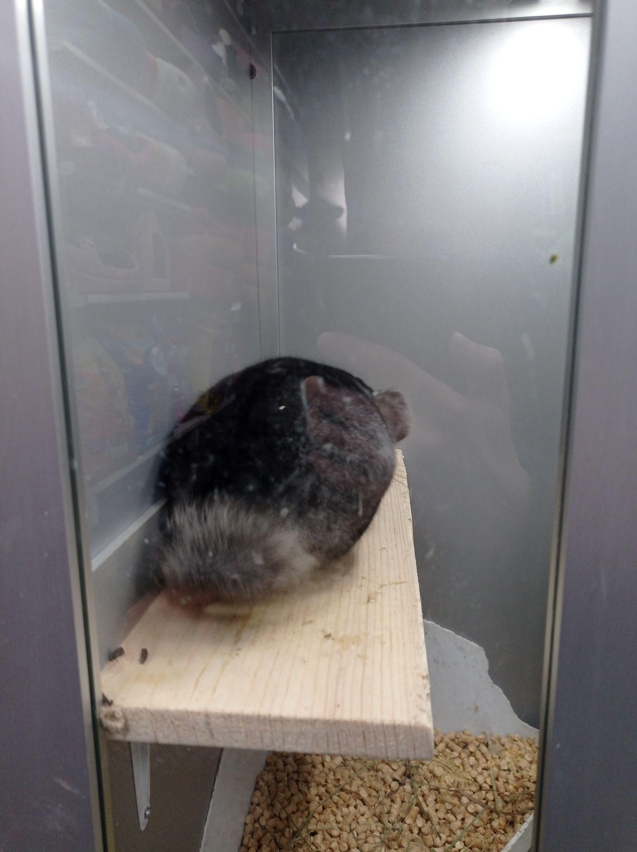 Новини Тернополя - фото з Від рибок до змій та породистих тварин за десятки тисяч гривень: що можна купити у Тернополі