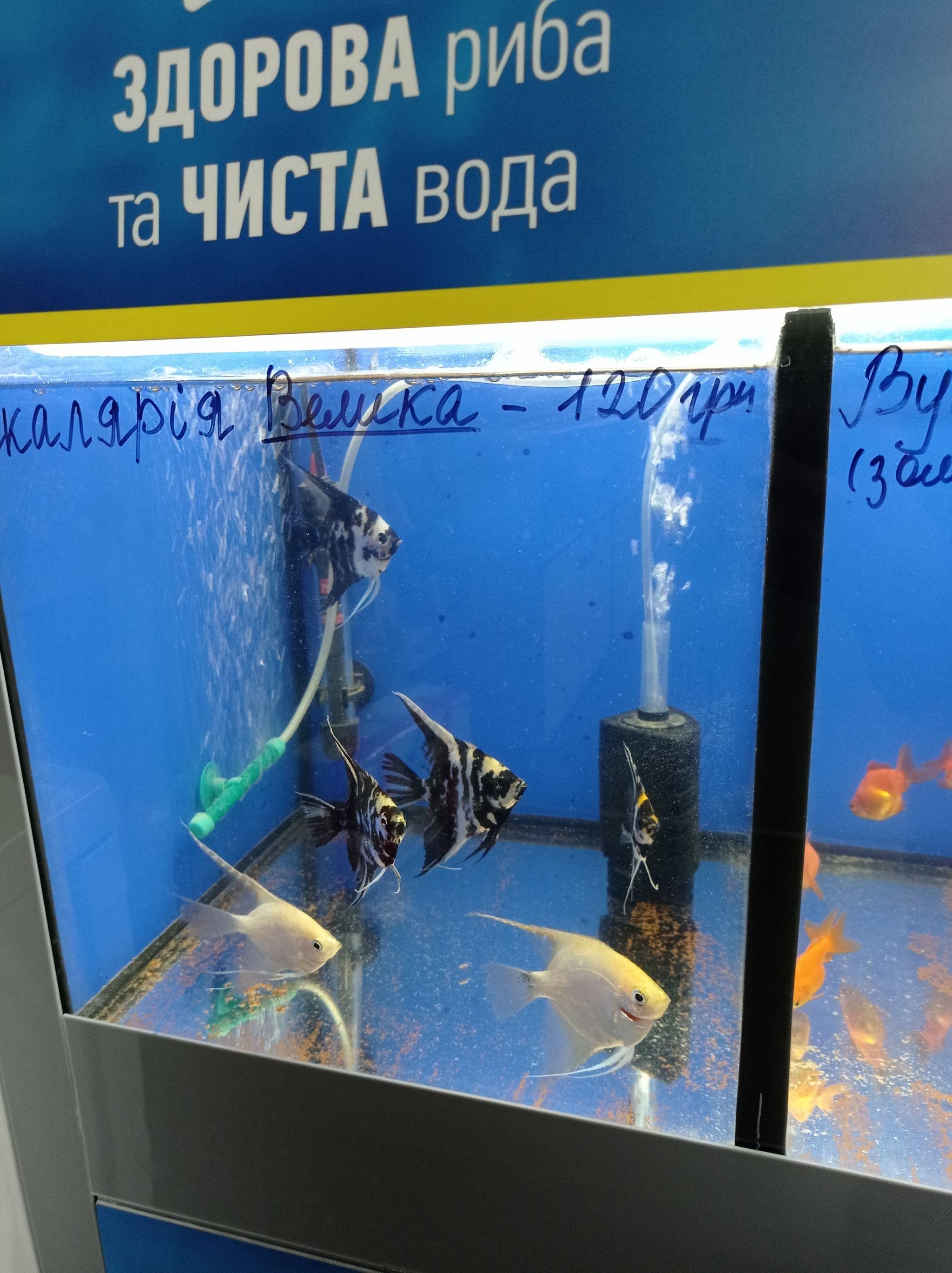 Новини Тернополя - фото з Від рибок до змій та породистих тварин за десятки тисяч гривень: що можна купити у Тернополі