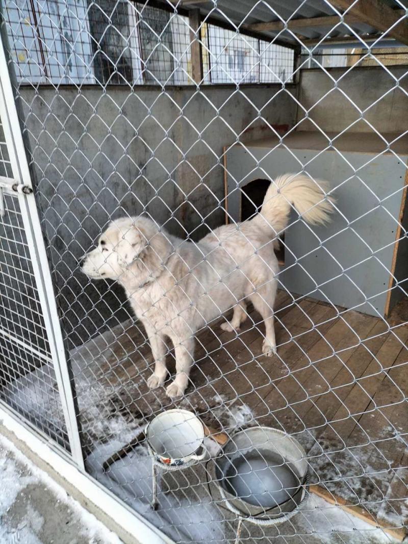 Новини Вінниці - фото з Вінничанин Павло забрав із Муніципального притулку двох дорослих собак