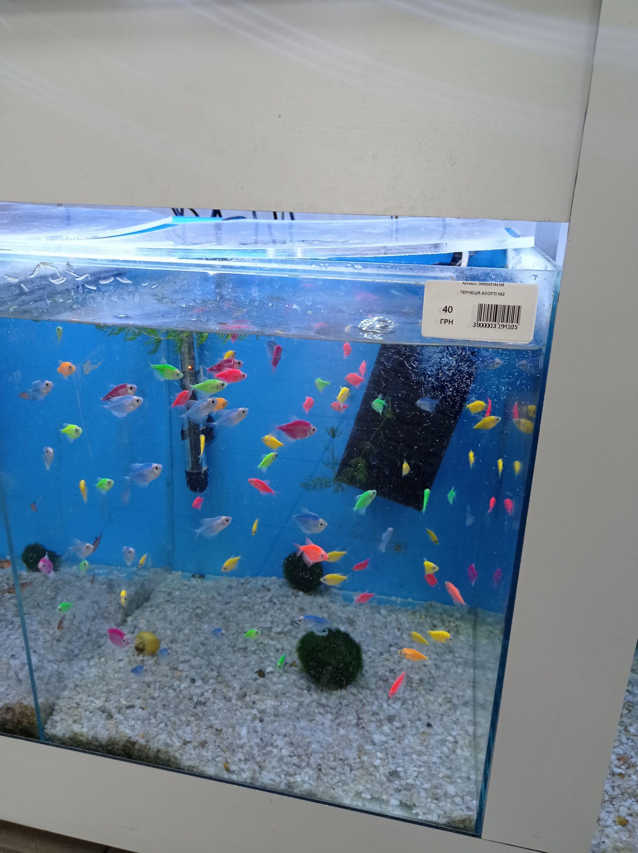 Новини Тернополя - фото з Від рибок до змій та породистих тварин за десятки тисяч гривень: що можна купити у Тернополі