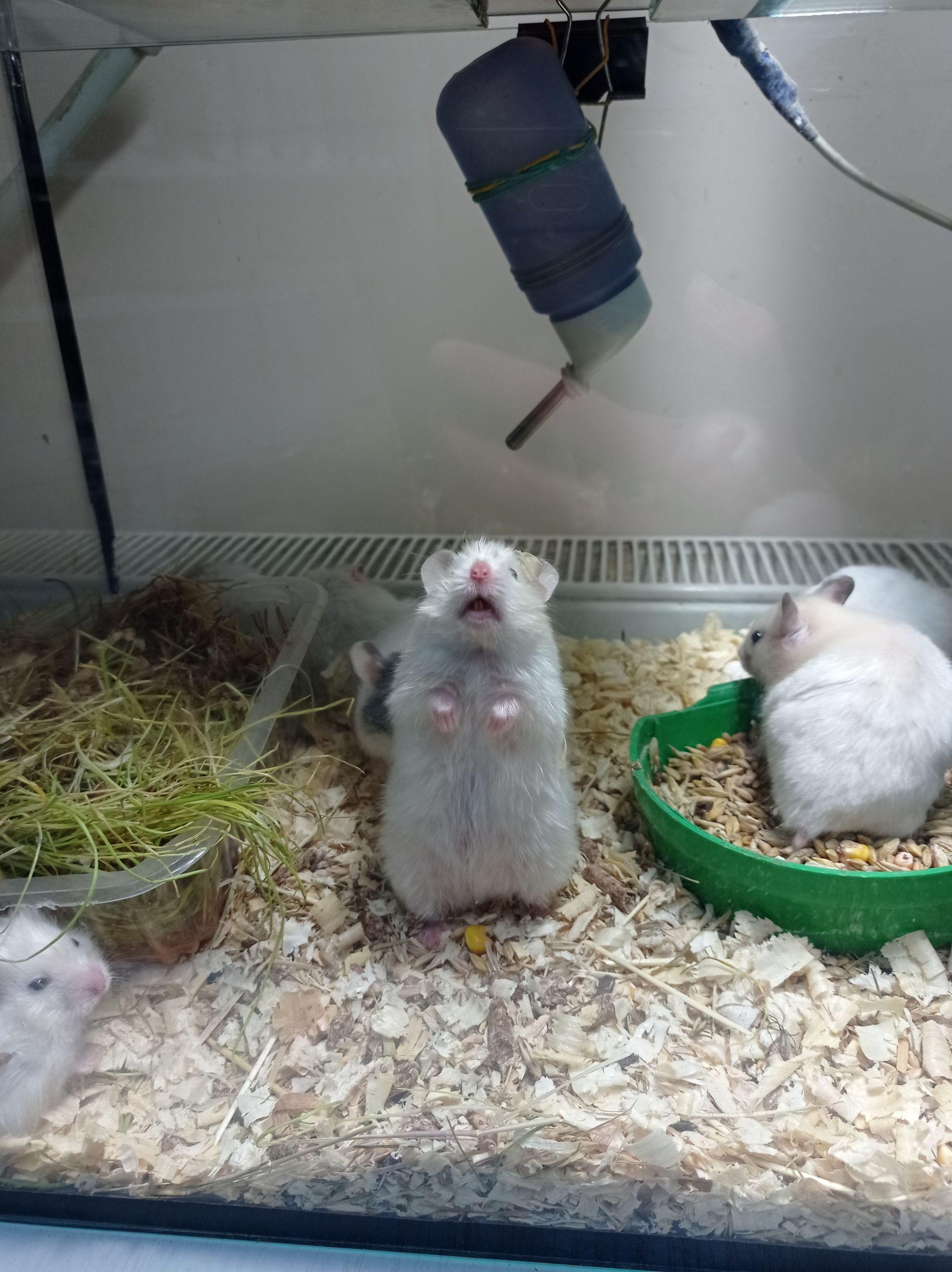 Новини Тернополя - фото з Від рибок до змій та породистих тварин за десятки тисяч гривень: що можна купити у Тернополі