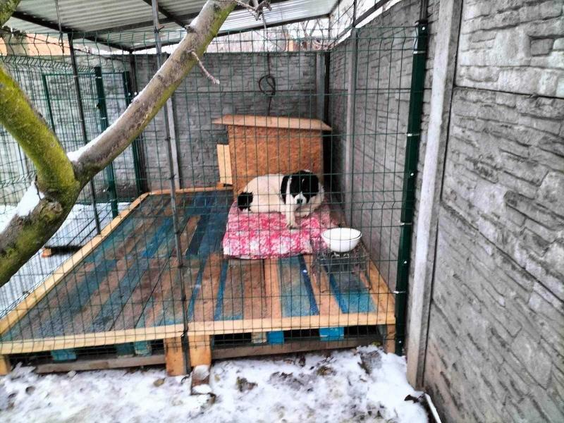 Новини Вінниці - фото з Вінничанин Павло забрав із Муніципального притулку двох дорослих собак