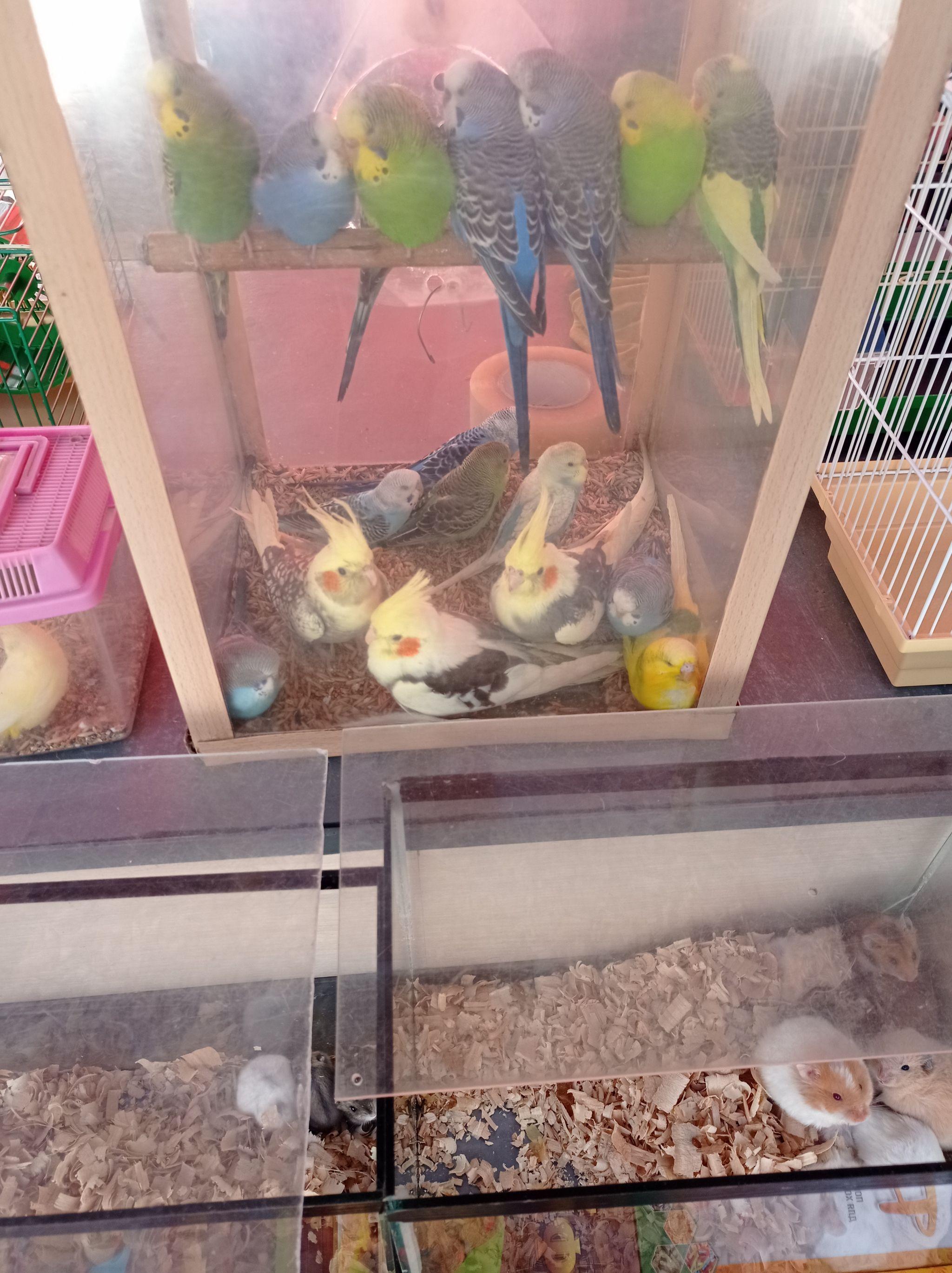 Новини Тернополя - фото з Від рибок до змій та породистих тварин за десятки тисяч гривень: що можна купити у Тернополі