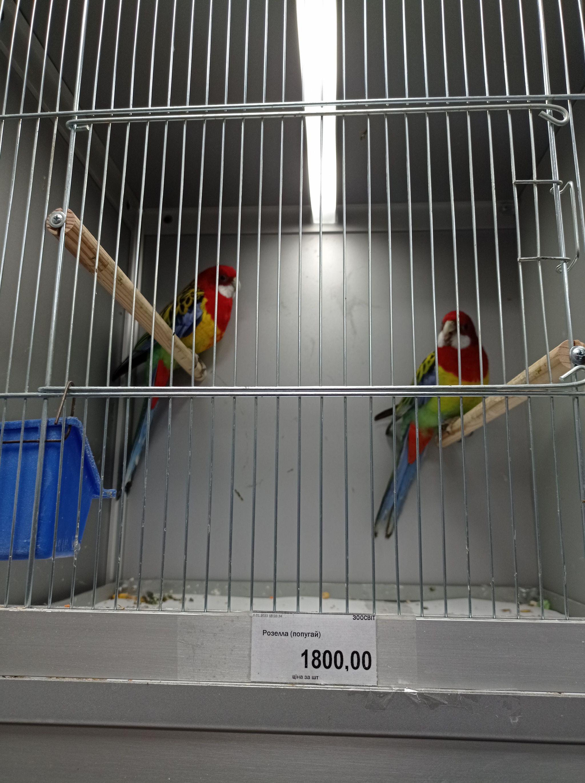 Новини Тернополя - фото з Від рибок до змій та породистих тварин за десятки тисяч гривень: що можна купити у Тернополі