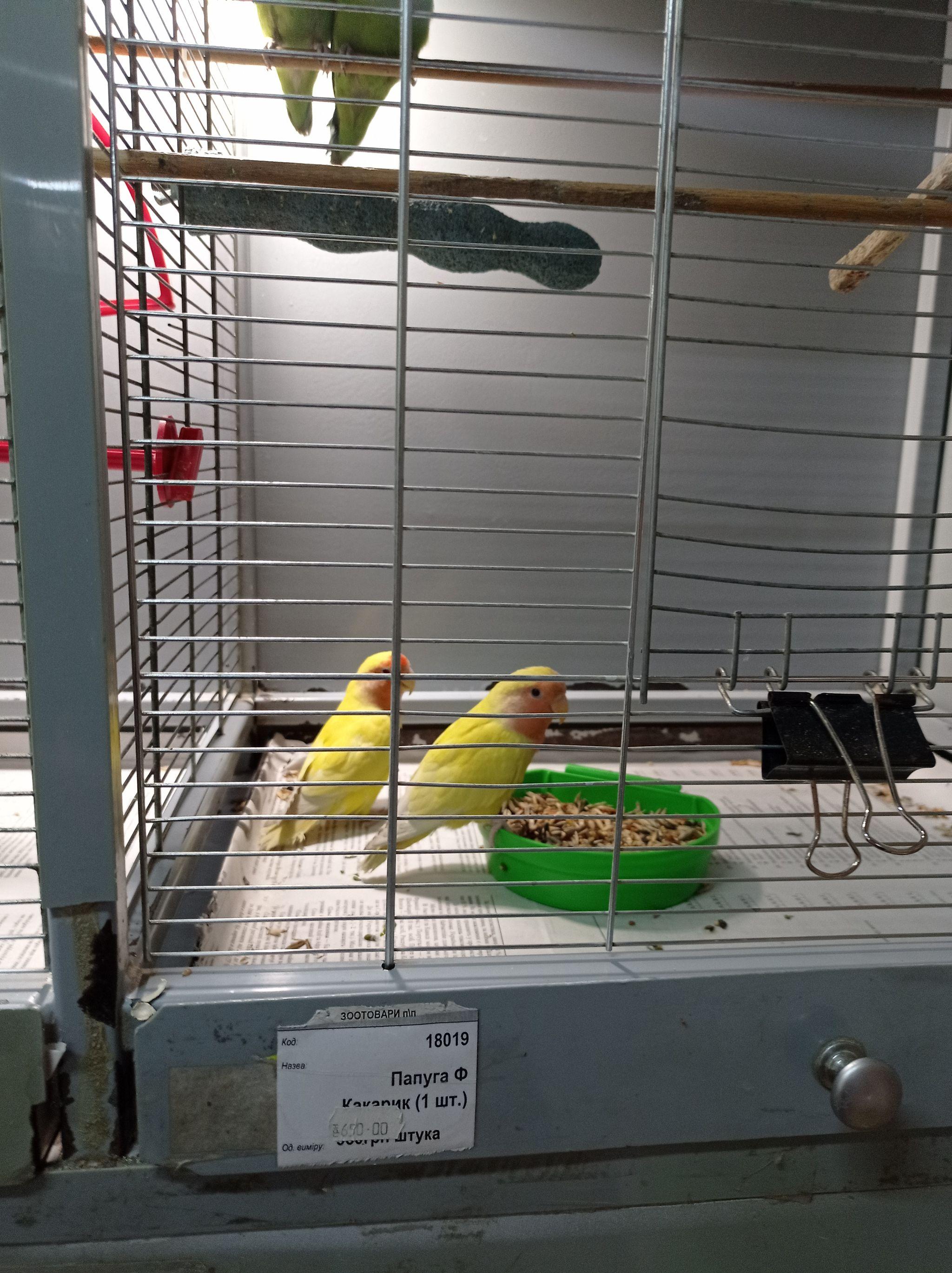 Новини Тернополя - фото з Від рибок до змій та породистих тварин за десятки тисяч гривень: що можна купити у Тернополі