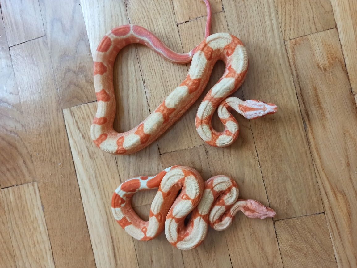 Новини Тернополя - фото з Від рибок до змій та породистих тварин за десятки тисяч гривень: що можна купити у Тернополі Императорские удавы, самки