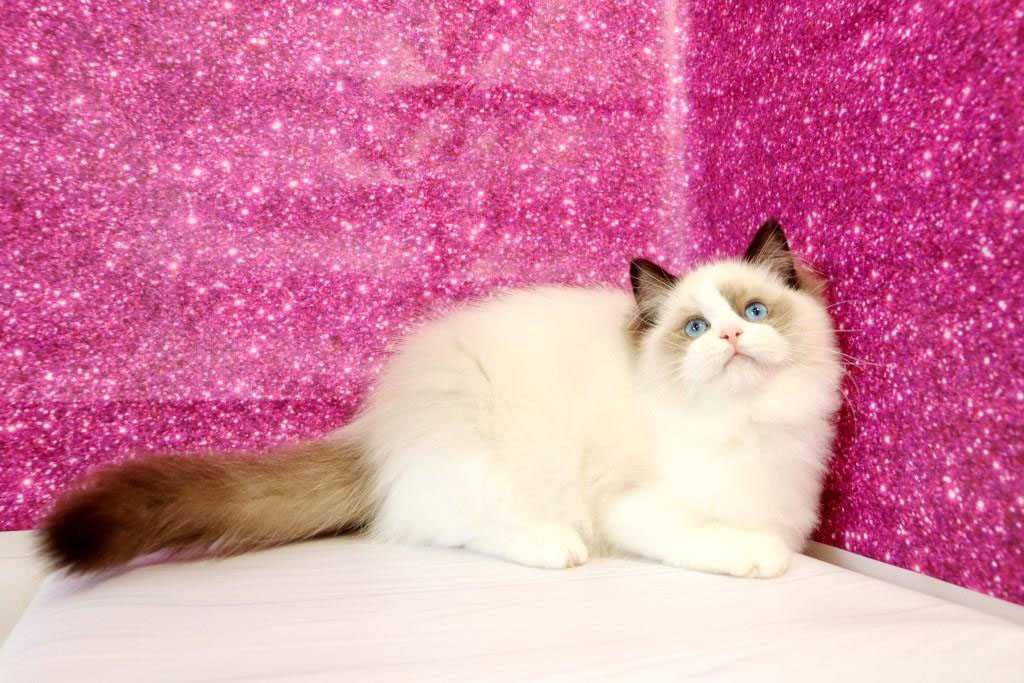 Новини Тернополя - фото з Від рибок до змій та породистих тварин за десятки тисяч гривень: що можна купити у Тернополі Регдолл дівчинка Вишенька з документами