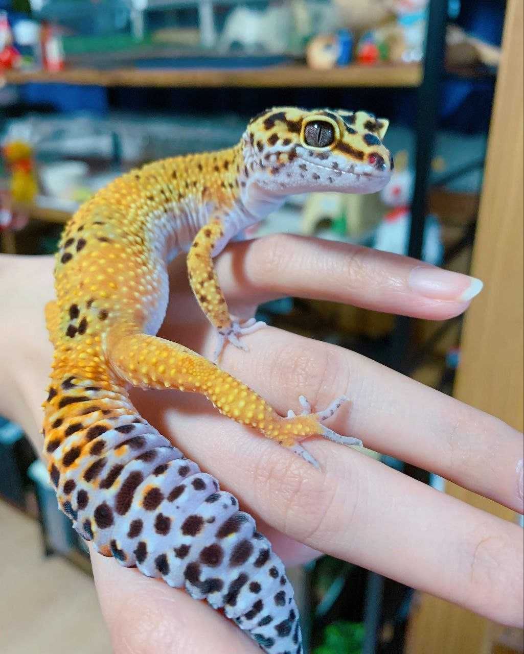 Новини Тернополя - фото з Від рибок до змій та породистих тварин за десятки тисяч гривень: що можна купити у Тернополі Еублефари плямисті гекони ящірки для новачків з доставкою