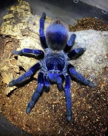 Новини Тернополя - фото з Від рибок до змій та породистих тварин за десятки тисяч гривень: що можна купити у Тернополі Паук Pterinopelma sazimai L -7 самка 
Pterinopelma sazimai — крупный