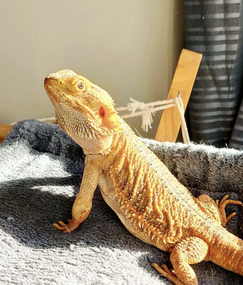 Новини Тернополя - фото з Від рибок до змій та породистих тварин за десятки тисяч гривень: що можна купити у Тернополі Бородата агама ручная ящірка міні дракончик