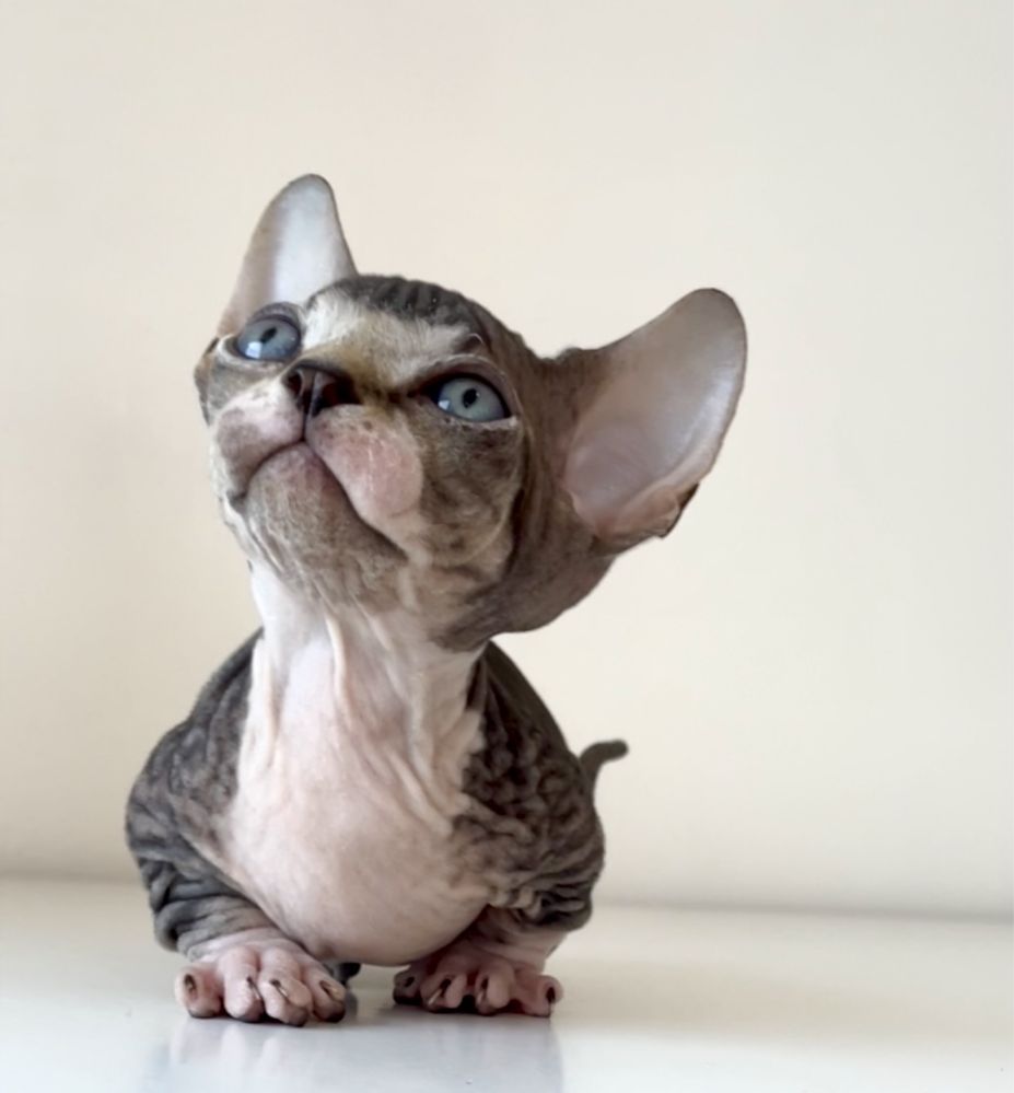 Новини Тернополя - фото з Від рибок до змій та породистих тварин за десятки тисяч гривень: що можна купити у Тернополі Мальчик Бамбино