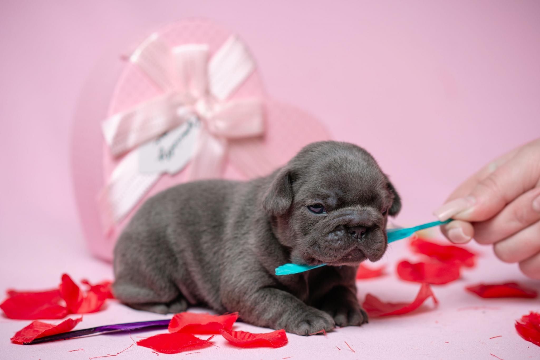 Новини Тернополя - фото з Від рибок до змій та породистих тварин за десятки тисяч гривень: що можна купити у Тернополі Французькі Бульдожки в окрасах Lilac та Lilac Merle документи АВКС