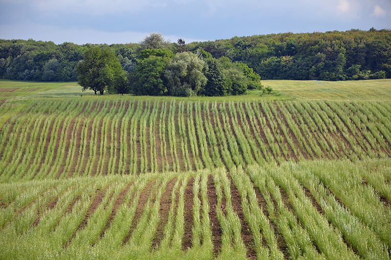 Новини Хмельницького - фото з Три громади Шепетівщини отримають 2 мільйони на вирощування енергетичної верби: деталі