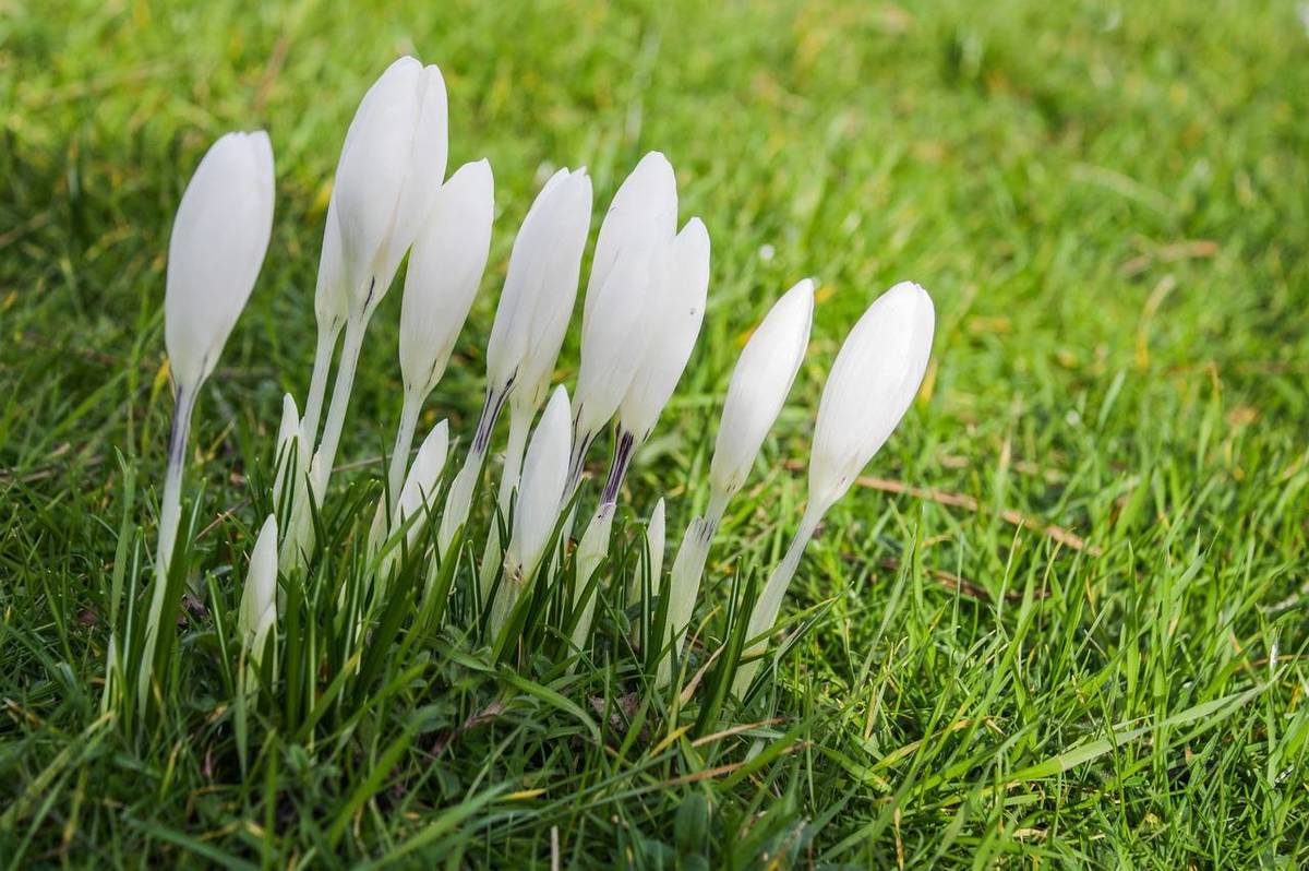 Новини Козятина - фото з Сьогодні краще не сіяти на розсаду та не сваритися: про прикмети, свята та заборони 6 березня