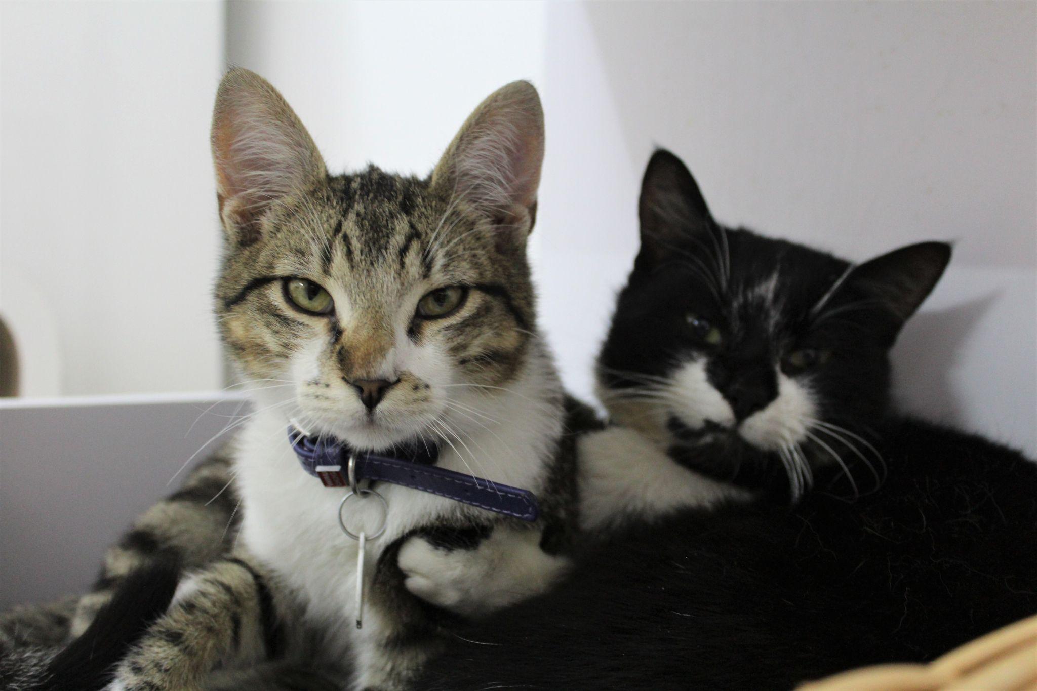 Новини Вінниці - фото з У Вінниці з’явилося перше кото-кафе. Що це за заклад та як він працюватиме?