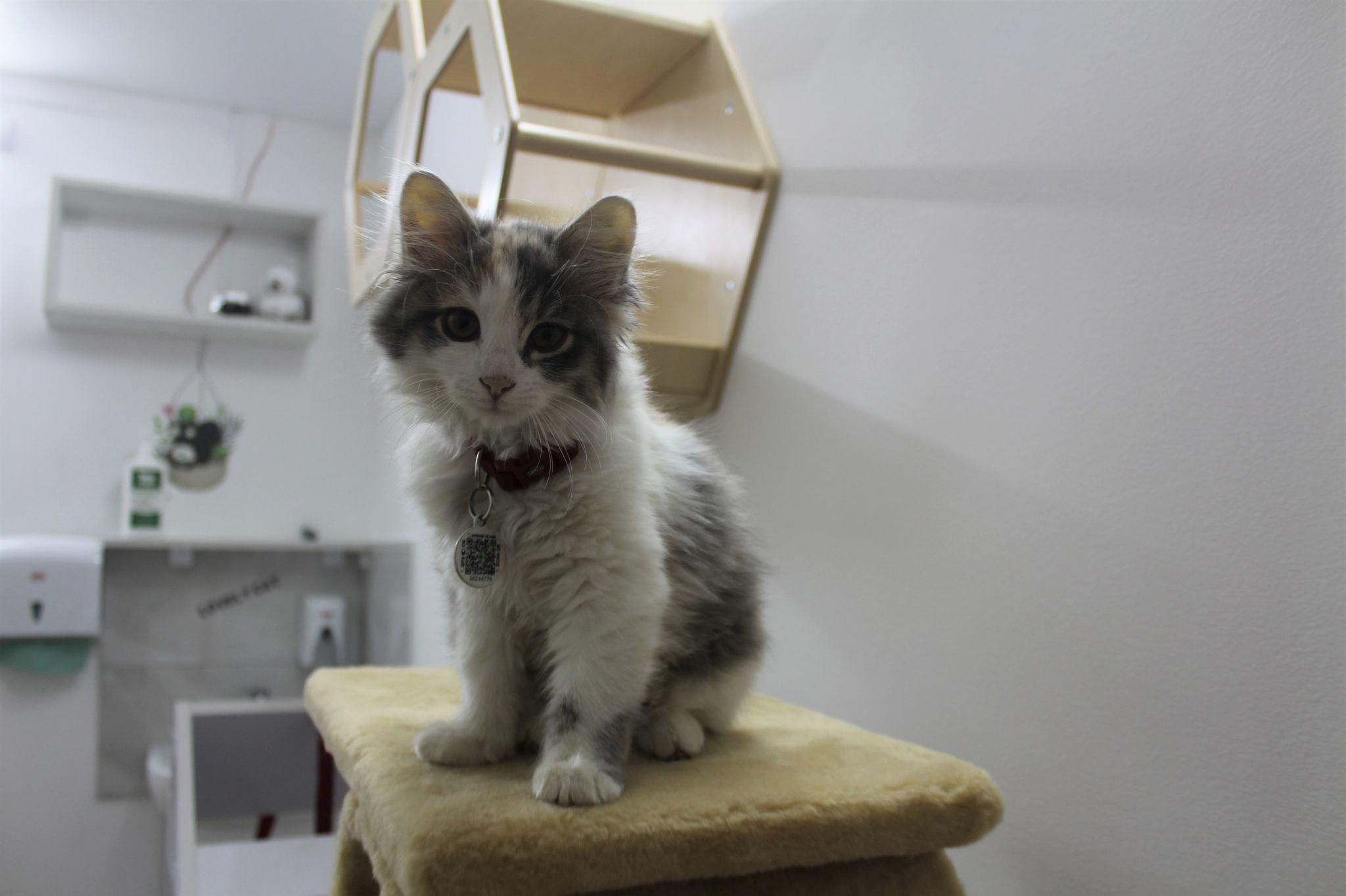 Новини Вінниці - фото з У Вінниці з’явилося перше кото-кафе. Що це за заклад та як він працюватиме?