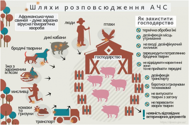 Новини Козятина - фото з Африканська чума свиней: як правильно утримувати тварин та зупинити інфекцію