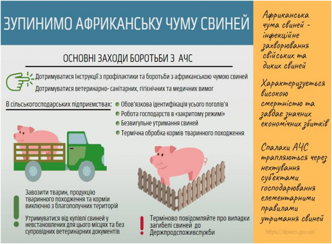 Новини Козятина - фото з Африканська чума свиней: як правильно утримувати тварин та зупинити інфекцію