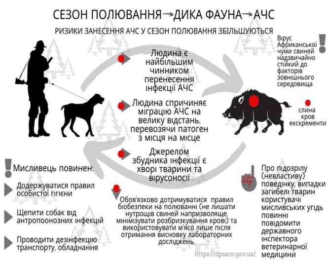 Новини Козятина - фото з Африканська чума свиней: як правильно утримувати тварин та зупинити інфекцію