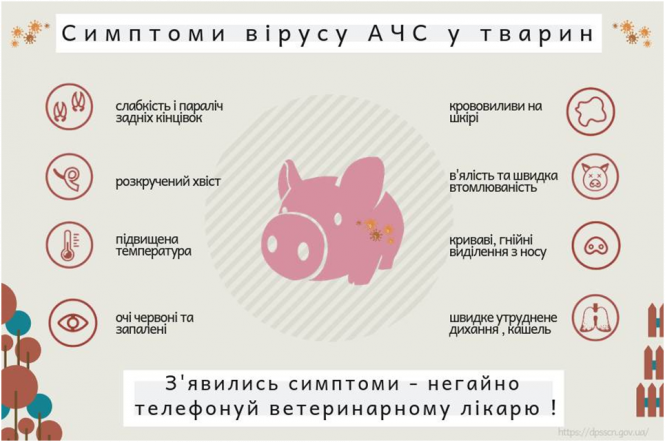Новини Козятина - фото з Африканська чума свиней: як правильно утримувати тварин та зупинити інфекцію