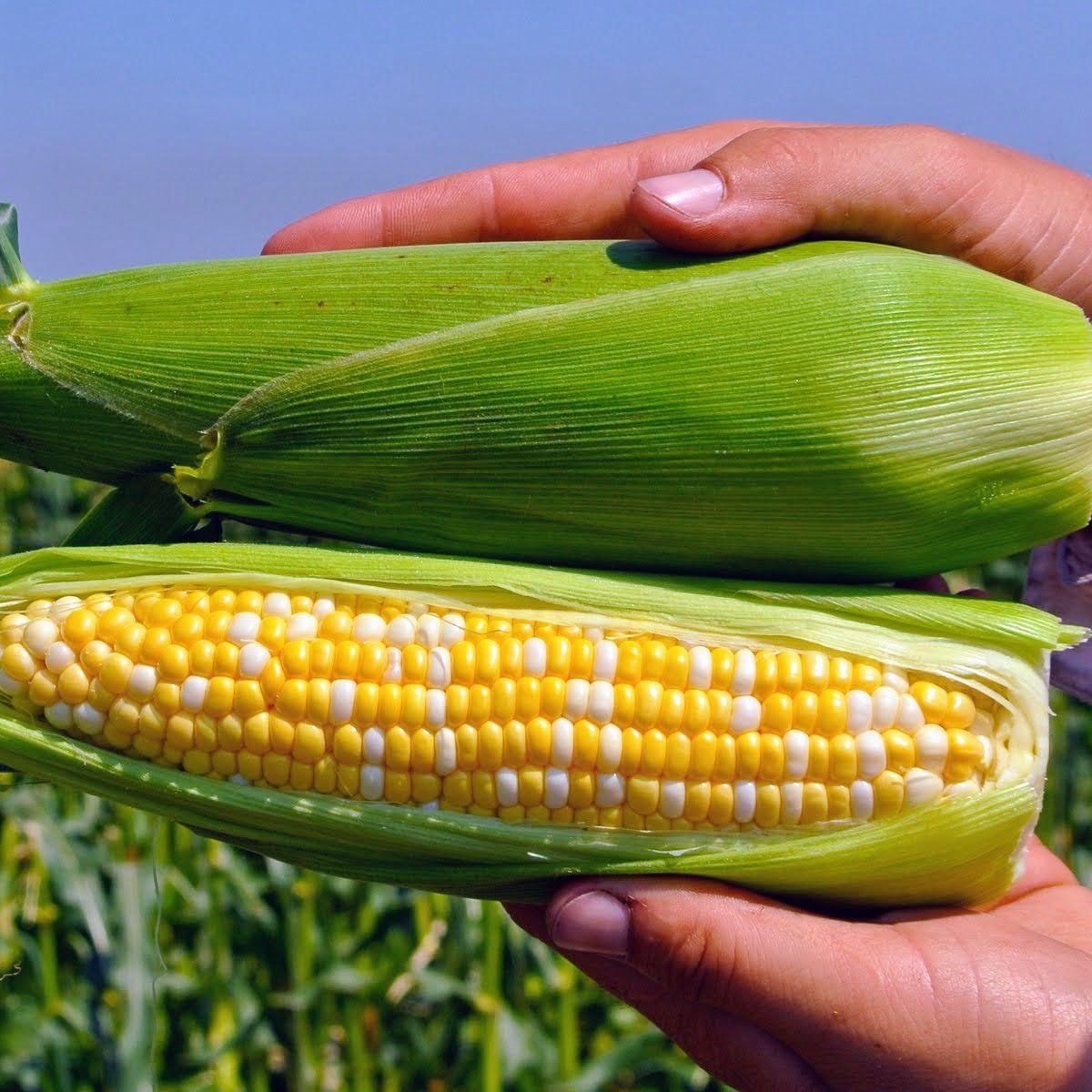 Новини Вінниці - фото з Вінницькі науковці створили цукрову кукурудзу зі смаком яблука та кавуна