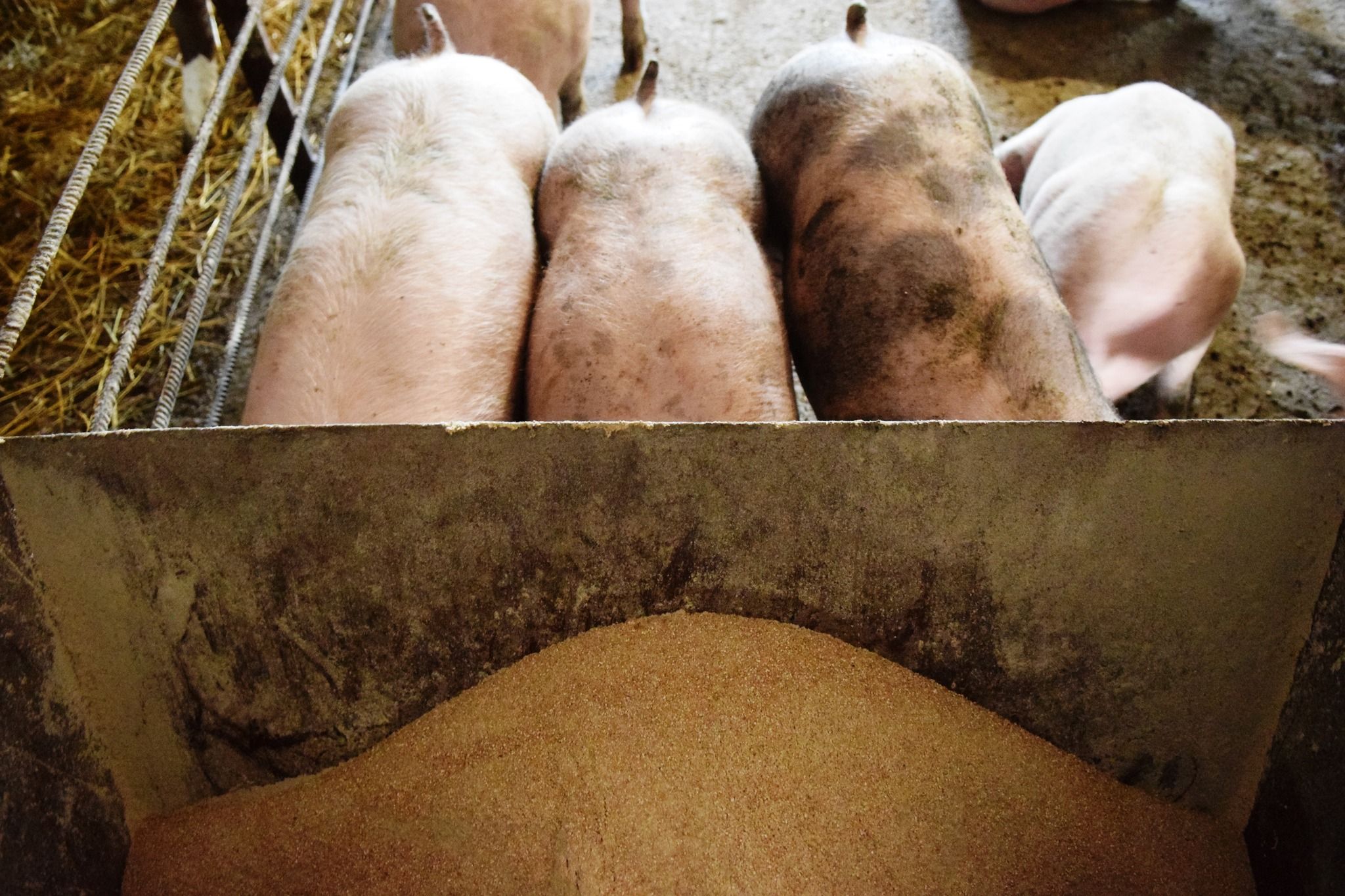 Новини Тернополя - фото з Як двоє товаришів з села Переходи, що на Чортківщині, розвивають тваринництво