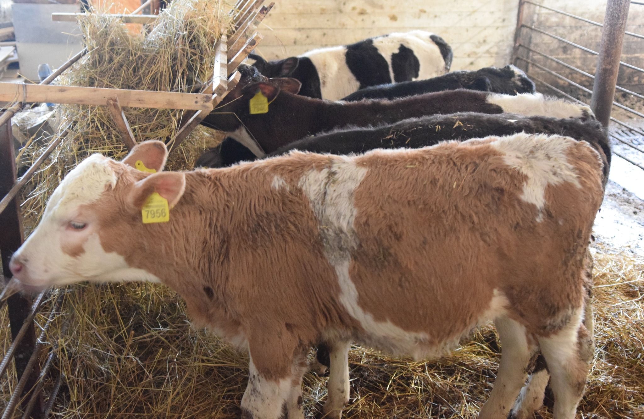 Новини Тернополя - фото з Як двоє товаришів з села Переходи, що на Чортківщині, розвивають тваринництво
