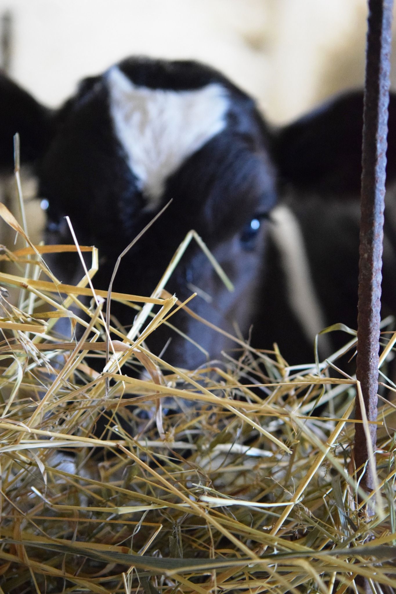 Новини Тернополя - фото з Як двоє товаришів з села Переходи, що на Чортківщині, розвивають тваринництво