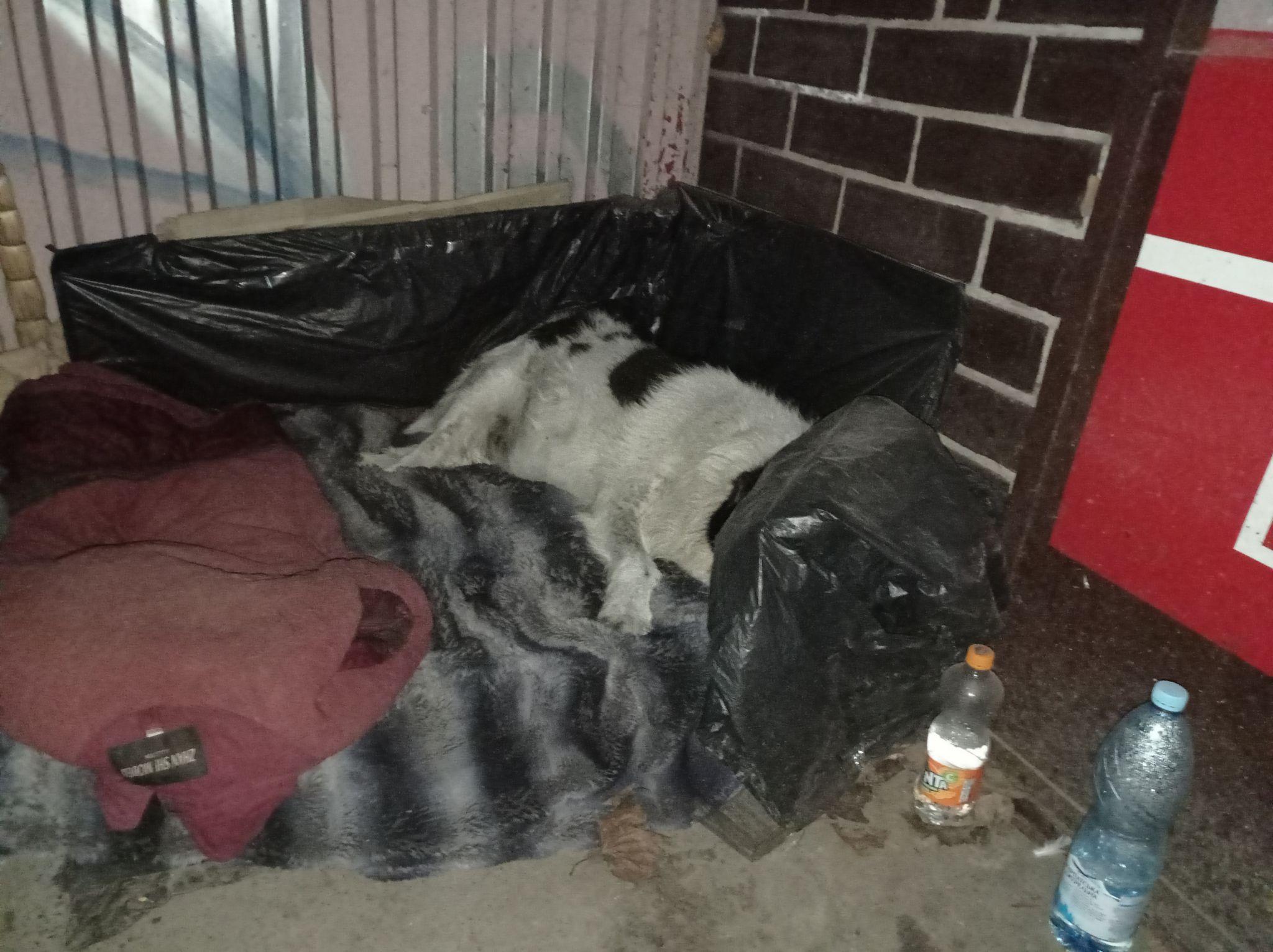 Новини Тернополя - фото з У Тернополі люди зробили нічліг для собак на зупинці. А що ви про це думаєте?